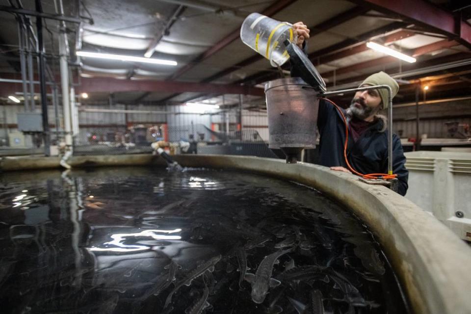 Zach Larson feeds six-month old sturgeon as they swim in a holding tank at Sterling Caviar on Dec. 19 in Elverta.