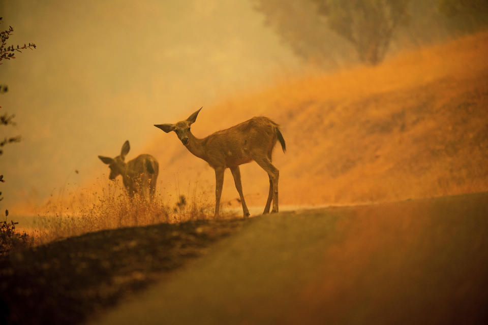 Deadly wildfires in Northern California