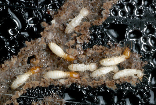 Pest control have to deal with all kinds of creatures, like these subterranean termites found in south Florida. Source: TNS/SIPA USA/PA Images