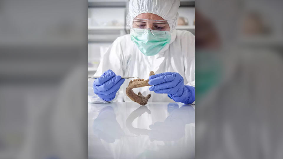 A scientist in a white lab coat, blue gloves, a light blue face mask and a white hair covering examines a human jaw at a white lab table.