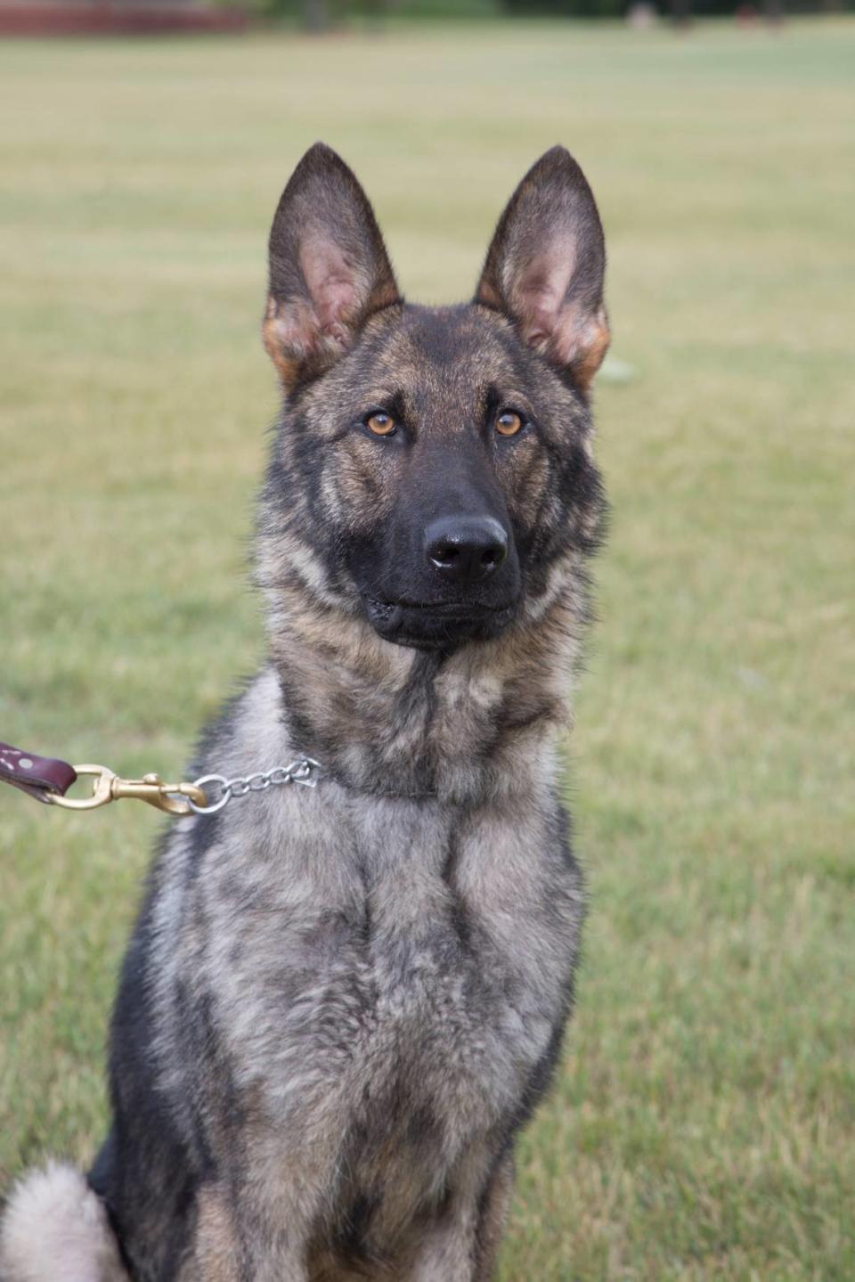 A police dog named Loki helped track down the hunter, who was “very cold,” authorities said.