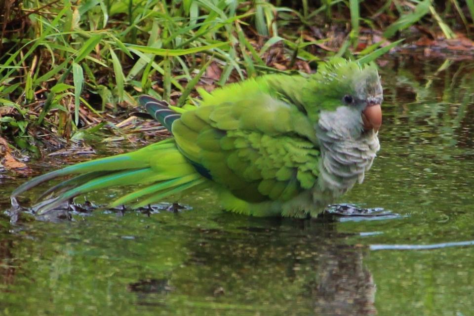 Melissa Keyes photographed a monk parakeet bathing in a puddle after a rainstorm in Palm City, FL.