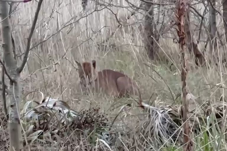 El puma no ataca a los humanos, lo evita y es un animal increíblemente sigiloso