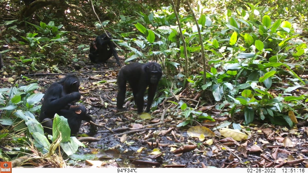 Chimpanzees in the Waibira community, Uganda (Hella Peter)