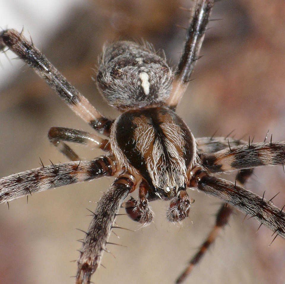 Macro image of a giant house spider.