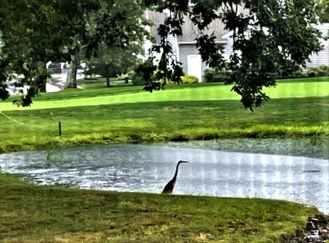 A heron rests by the pond outside the home of Larry and Kathy Lavery at the Village at Weathervane in Weymouth.