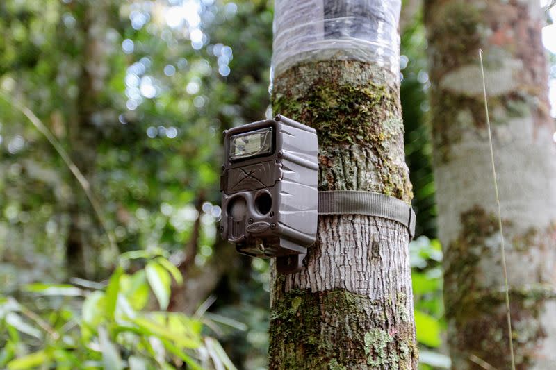 A camera trap installed by workers of the WebConserva Foundation, is seen installed in the trunk of a tree in San Lucas