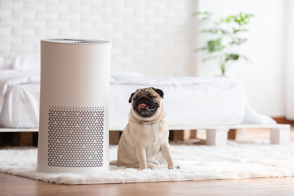 image of a dog sitting next to hepa air purifier