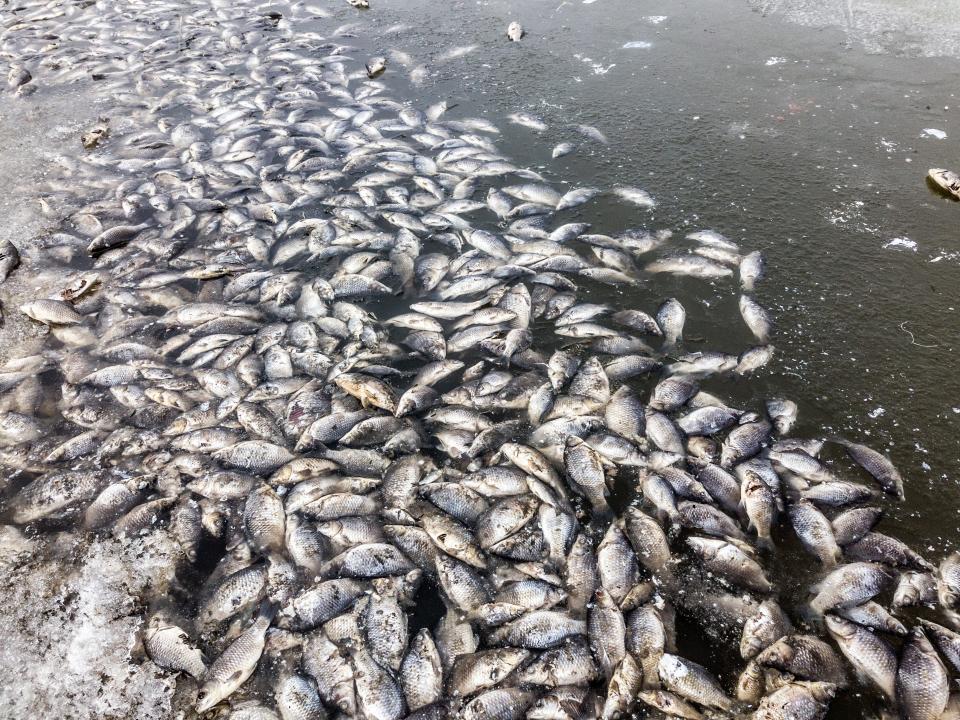 Lake heatwaves have been linked to mass fish deaths (Getty Images/iStockphoto)