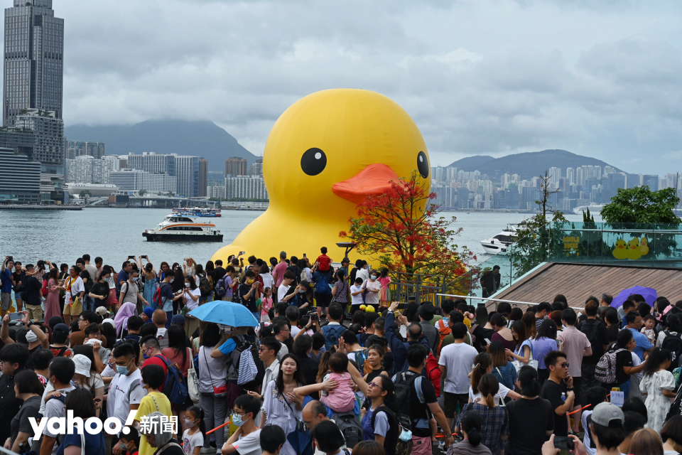 不少市民早上到金鐘添馬公園一帶觀賞和拍照，趕及和「孖鴨」拍照的最後時光。