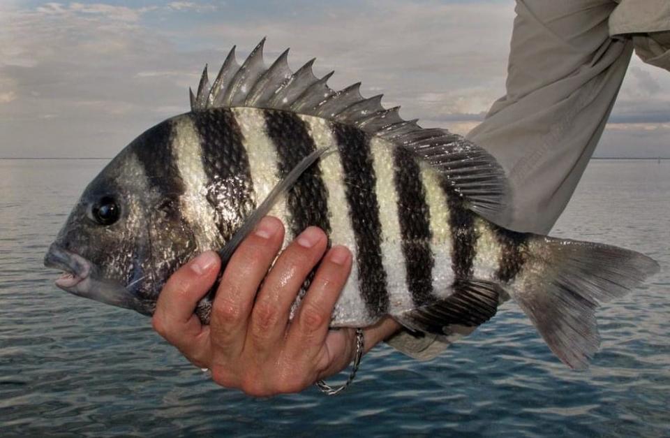 From now through next spring, sheepshead become a targeted fish for those who know where to look and how to hook.