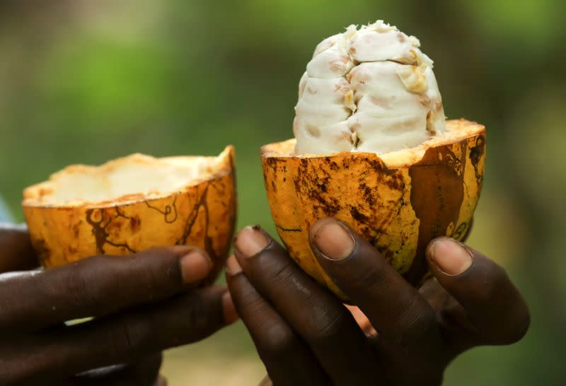 FILE PHOTO: A farmer holds a cocoa pod at a cocoa farm in Alepe