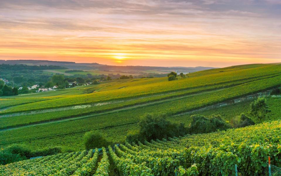 The Montagne de Reims is one of three key champagne zones in the Marne - This content is subject to copyright.