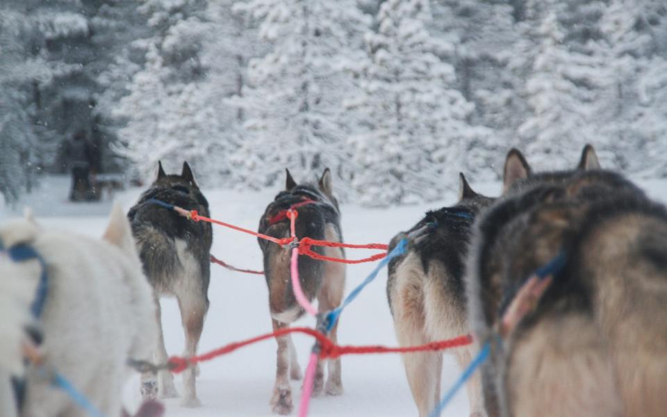 There will be huskies - Getty