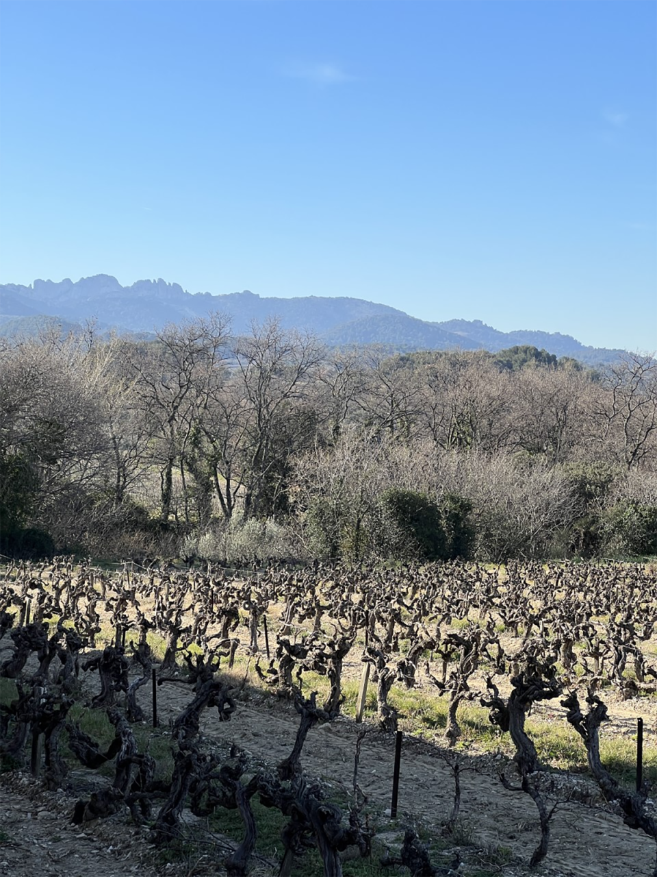 The vines at Domaine de l’Amandine (Hannah Crosbie)