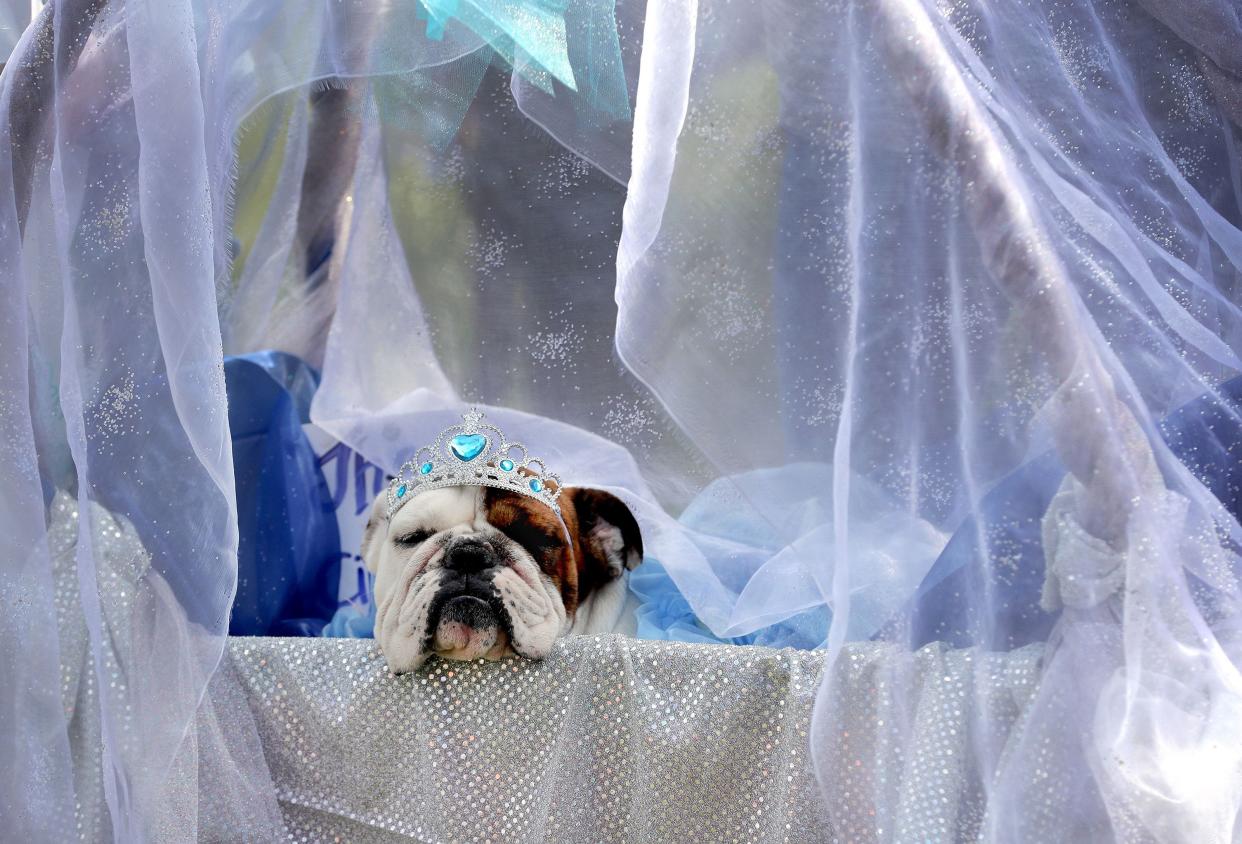 Scarlett the Bulldog, owned by Linda Almquist of Anderson, IN, soaks in the royalty during the Barktoberfest event held at the Asa Bales Park in Westfield on October 27, 2018. The day featured pet-related vendors at the "Mutt Mart," activities for humans and dogs at a Canine Cabana, a canine agility course, a caricature tent and a chance to win prizes at Humane Society Hut  while also hosting a pet costume contest.

01 Barktoberfest