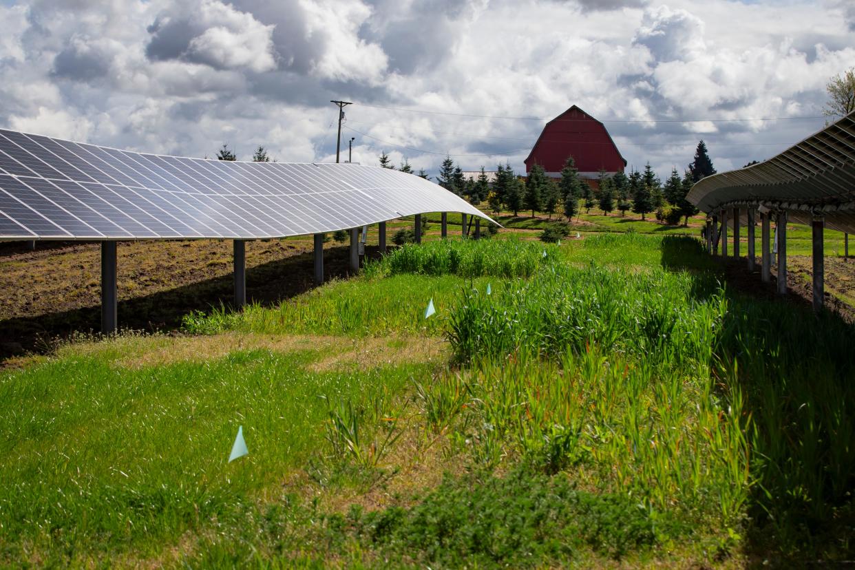 Test crops grow between rows of solar panels in an agrivoltaic installation at Oregon State University’s North Willamette Research and Extension Center in Aurora.