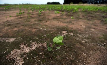 A soy plant is seen in a field that was affected by recent floods near Norberto de la Riestra, Argentina, January 8, 2019. Picture taken January 8, 2019. REUTERS/Marcos Brindicci