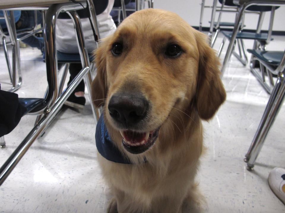 A golden retriever therapy dog in a classroom