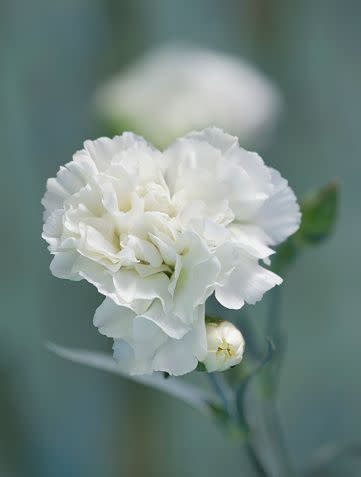 white flowers and flower names