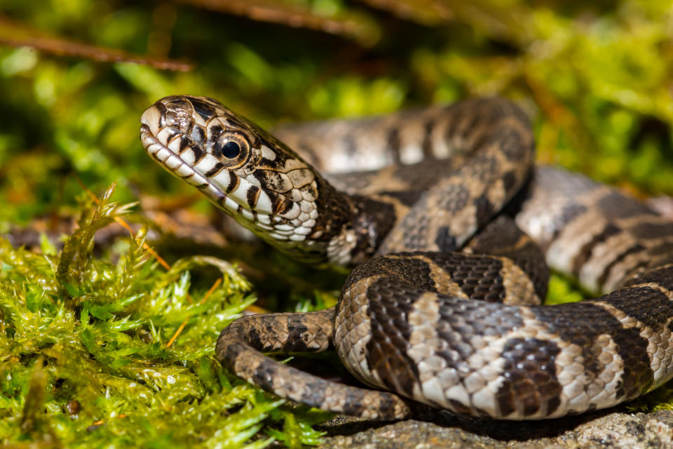 A close up of a young Northern Water Snake in New England.