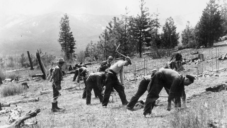 A group of men planting trees during a Civilian Conservation Corps (CCC) project on the Nett Lake Reservation in Minnesota.    (Photo by MPI/Getty Images) - MPI/Archive Photos/Getty Images