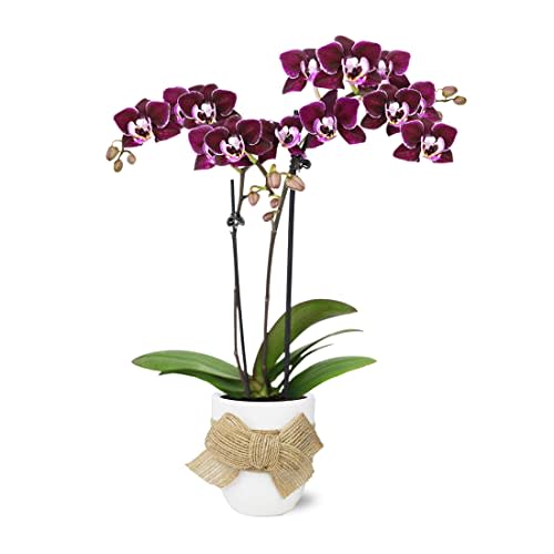 Just Add Ice JA5152 Purple Orchid in White Ceramic with Burlap Bow - Live Indoor Plant, Long-Lasting Flowers, Gift for Mother's Day, Spring, Shabby Chic, Rustic Farmhouse - 2.5