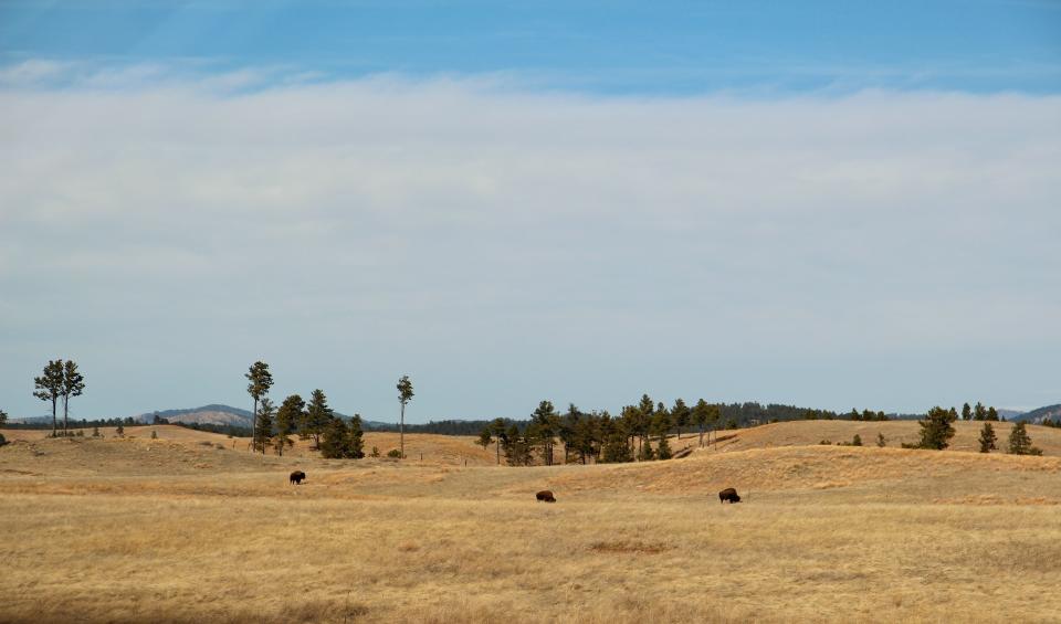 Bison in Wind Cave National Park