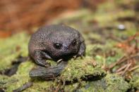 La curiosa forma de este pequeño animal ha hecho que se gane unos cuantos fans en las redes sociales, que lo comparan con un aguacate enfadado. (Foto: ispotnature / <a href="http://www.ispotnature.org/communities/southern-africa/view/observation/449169/plain-rain-frog" rel="nofollow noopener" target="_blank" data-ylk="slk:DamianVanAswegen;elm:context_link;itc:0;sec:content-canvas" class="link ">DamianVanAswegen</a>).