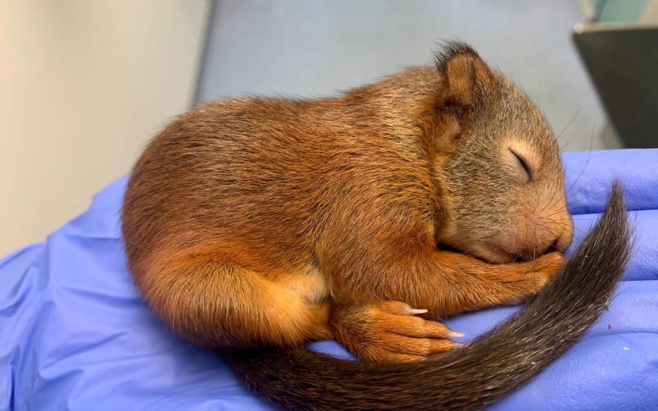 A group of young squirrels is being cared for at JSPCA Animals Shelter on the Channel Island of Jersey after the hot weather led to dehydration, forcing them from their nests - SWNS