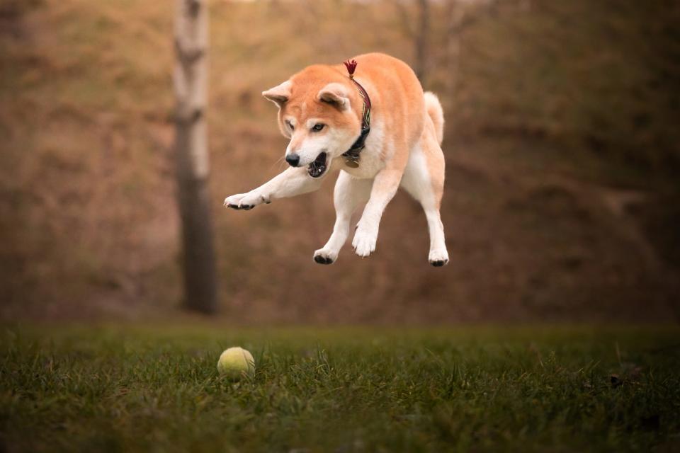 A Shiba Inu jumping on a tennis ball.