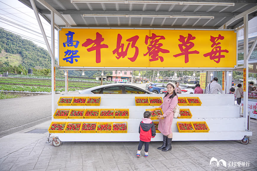 苗栗大湖｜滿意高架牛奶蜜草莓農場