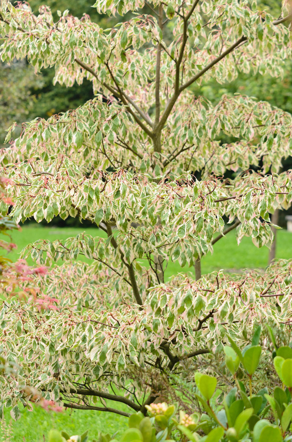 <p> Also known as <em>Cornus controversa</em> 'Variegata'<em>, </em>the wedding cake tree is a variegated dogwood tree. </p> <p> ‘The white in the leaves adds interest and it naturally grows in layers – like the layers of a cake, hence its name – and pruning will help to emphasize this form,’ says Tadewaldt. </p> <p> However, regular pruning isn’t essential, and as the tree is slow-growing, it will live happily in its pot for a long time, as long as the soil is fertile. </p> <p> ‘Eventually, however, this tree will outgrow the pot and need to be transplanted,’ adds Tadewaldt. </p>