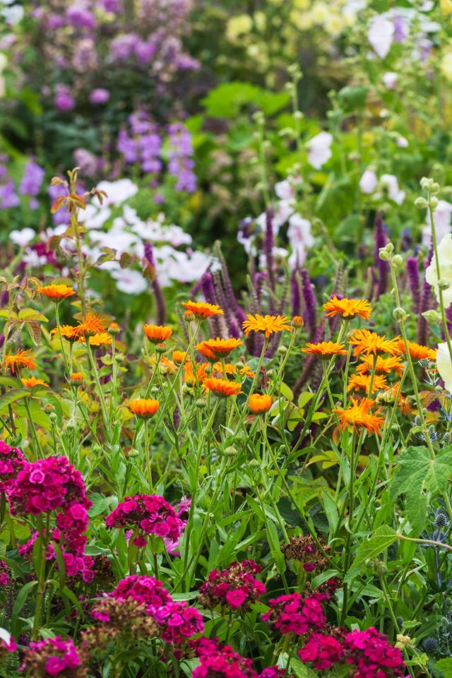Perennials will come back year after year (Alamy/PA)