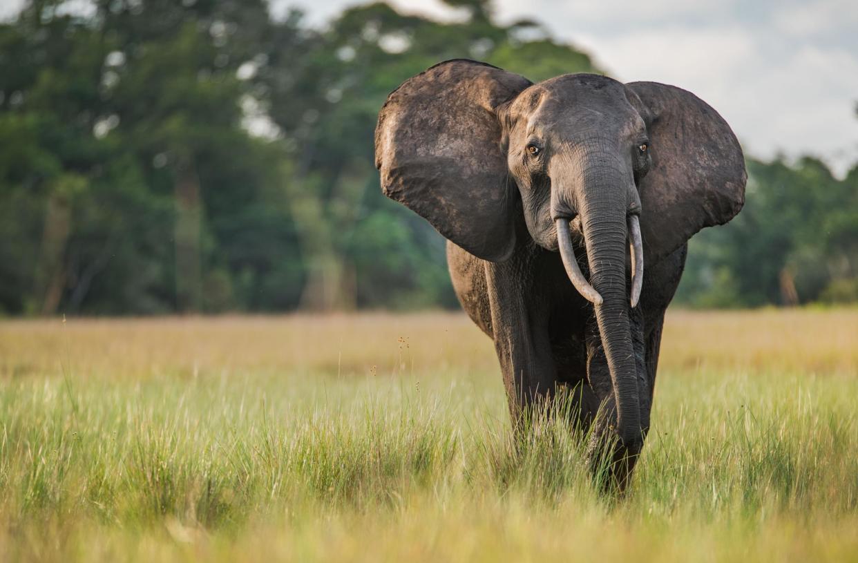 A forest elephant in Gabon's Loango National Park Safari: Roshni Lodhia for Space for Giants