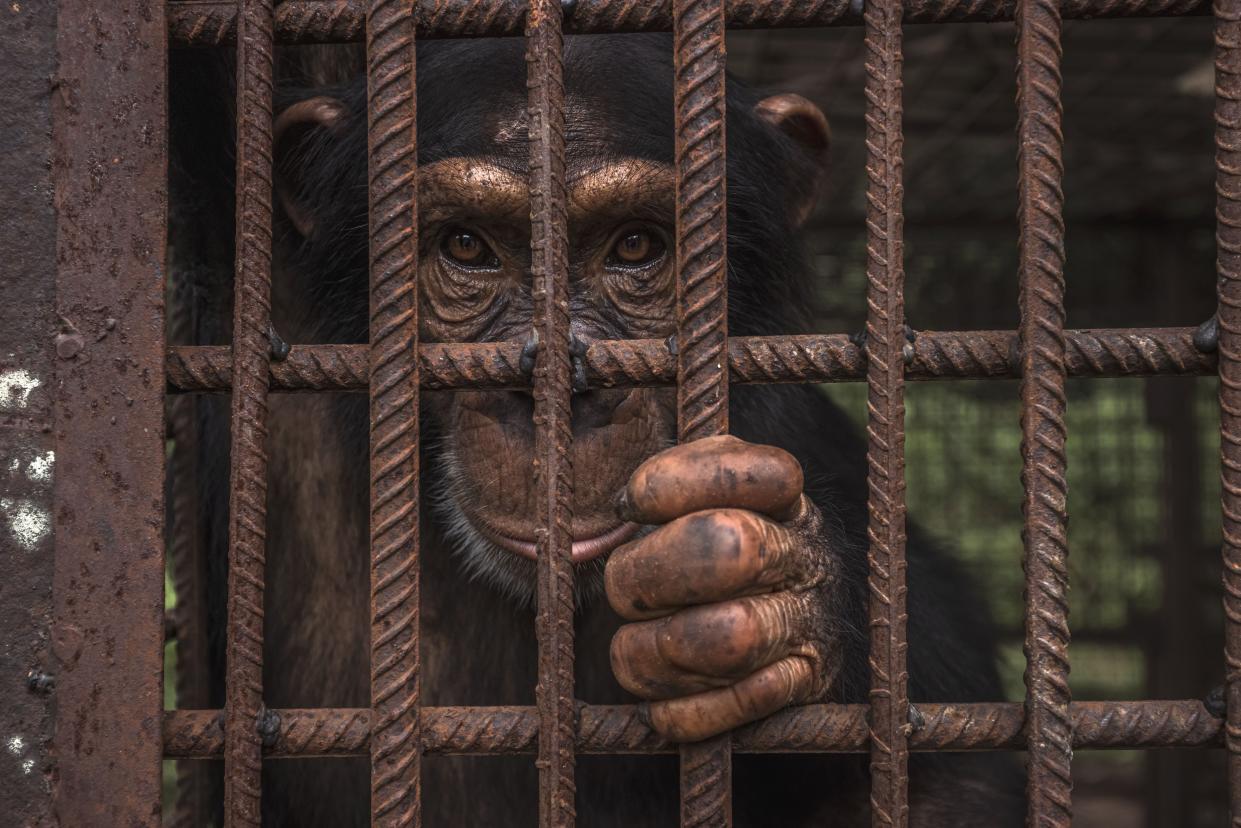 A rescued chimpanzee looks on from its enclosure at the Chimpanzee Conservation Center in the Republic of Guinea.