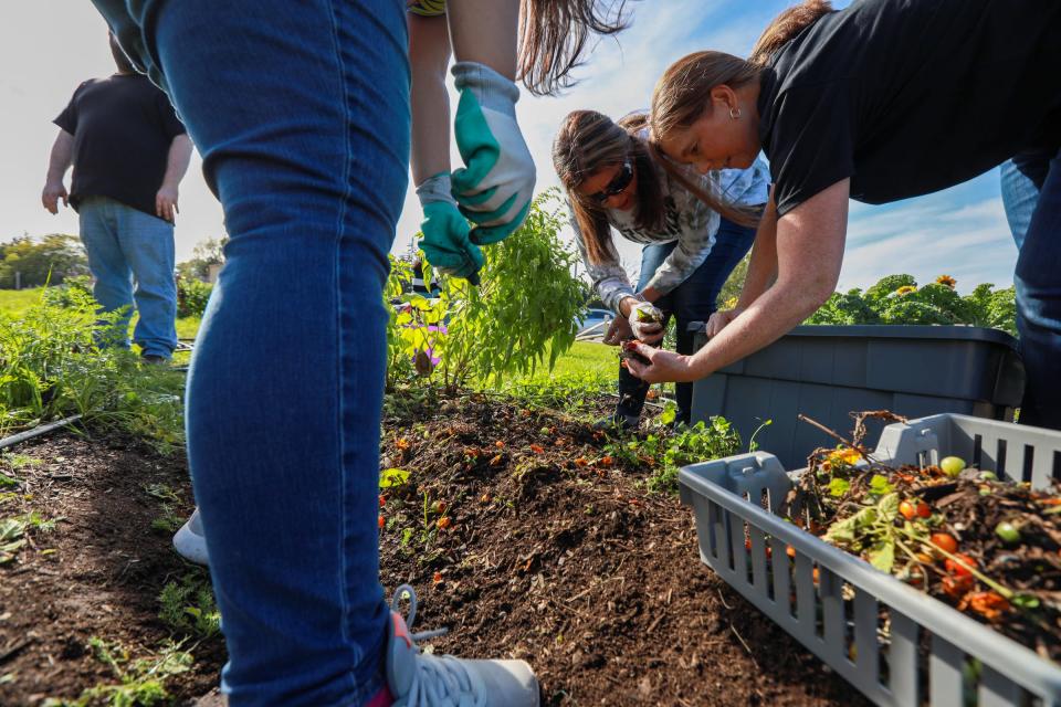 Amina Alnaji, of Commerce Township, left, and Jennifer Erven, 53, of Farmington Hills, volunteer with United Wholesale Mortgage at The Farm at Saint Joseph Mercy Health System to clean out tomato plant beds in Pontiac on Oct. 19, 2021. St. Joseph Mercy Health System was looking for new and innovative ways to improve health and wellness in the community when St. Joe saw a solution, building a farm on-site, improving access to fresh food, nutrition education, and therapy. There are two locations at St Joe's Ann Arbor and St Joe's Oakland.