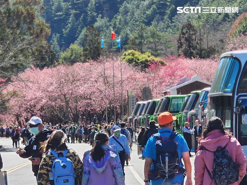 武陵農場櫻花季進入盛開期，吸引許多遊客上山。（圖／武陵農場提供）