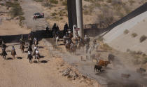 The Bundy family and their supporters drive their cattle back onto public land outside of Bunkerville, Nev. after they were released by the Bureau of Land Management on April 12, 2014. (AP Photo/Las Vegas Review-Journal, Jason Bean)