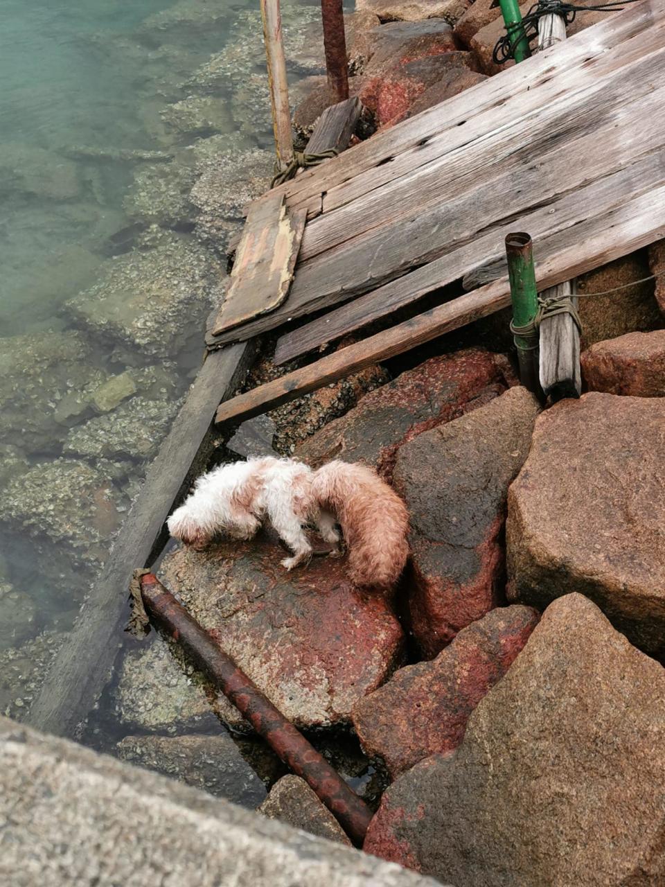 Photo source: Tai Mei Tuk’s Stronghold (Tai Mei Tuk) Facebook group