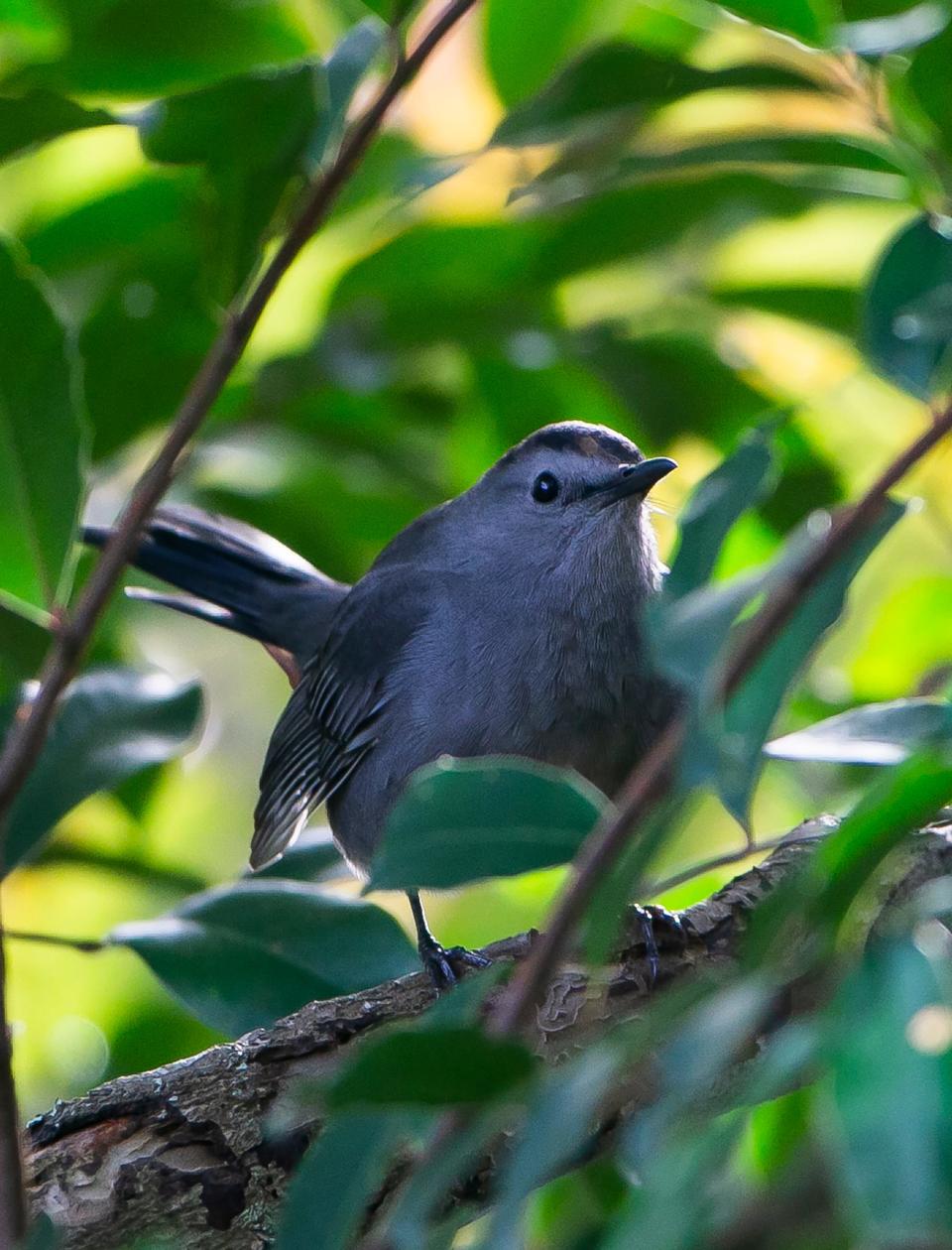 The gray catbird, a relative of the mockingbird, is known to mimic the calls of other birds.