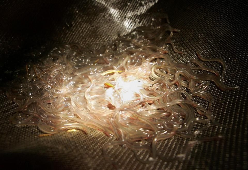走私極危物種運往亞洲  西班牙查獲18公噸歐洲鰻