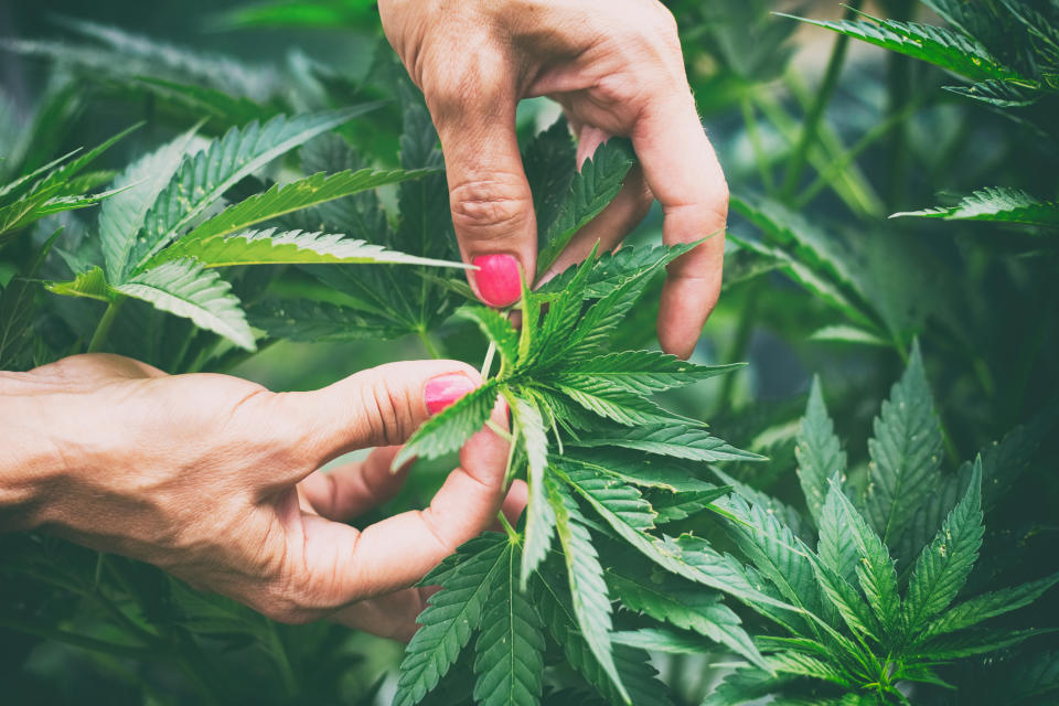 Two hands with pink manicured nails working a marijuana plant