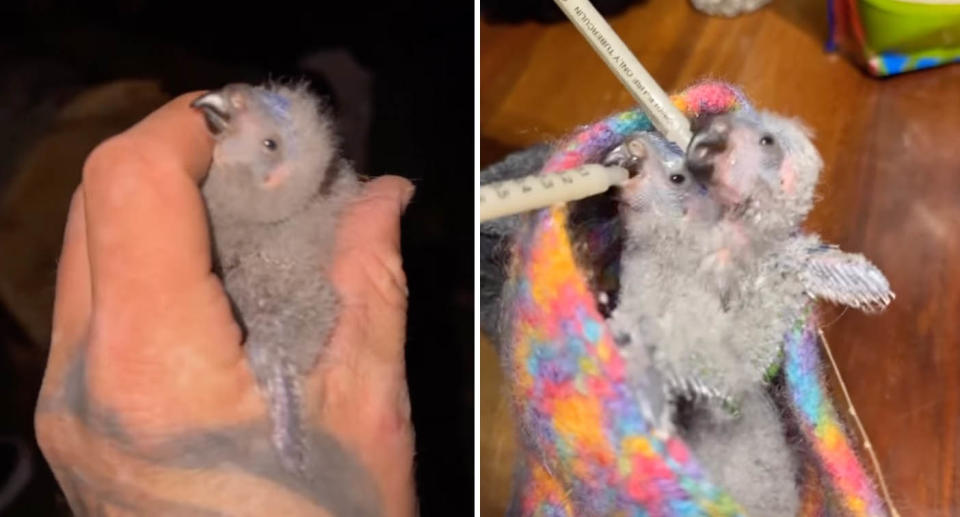 A photo of one of the baby lorikeets being held by Josh after being rescued from the tree hollow. A photo of both of them being fed at Josh's home in Victoria.