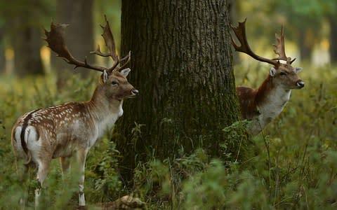 Phoenix Park - Credit: Getty