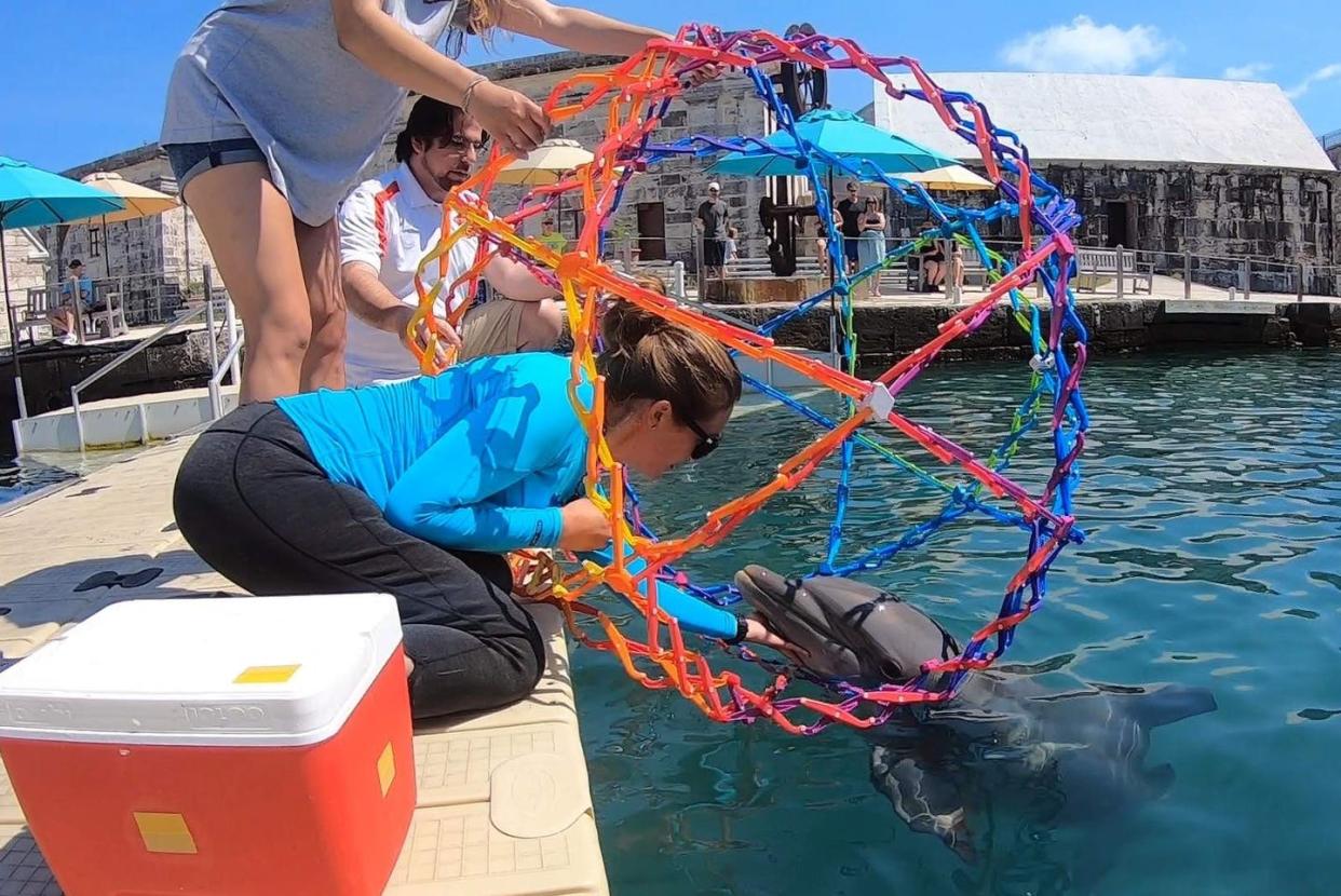<span class="caption">The only way to learn about the sensory abilities of dolphins is with the help of trained dolphins. </span> <span class="attribution"><span class="source">Dolphin Quest</span>, <a class="link " href="http://creativecommons.org/licenses/by-nd/4.0/" rel="nofollow noopener" target="_blank" data-ylk="slk:CC BY-ND;elm:context_link;itc:0;sec:content-canvas">CC BY-ND</a></span>