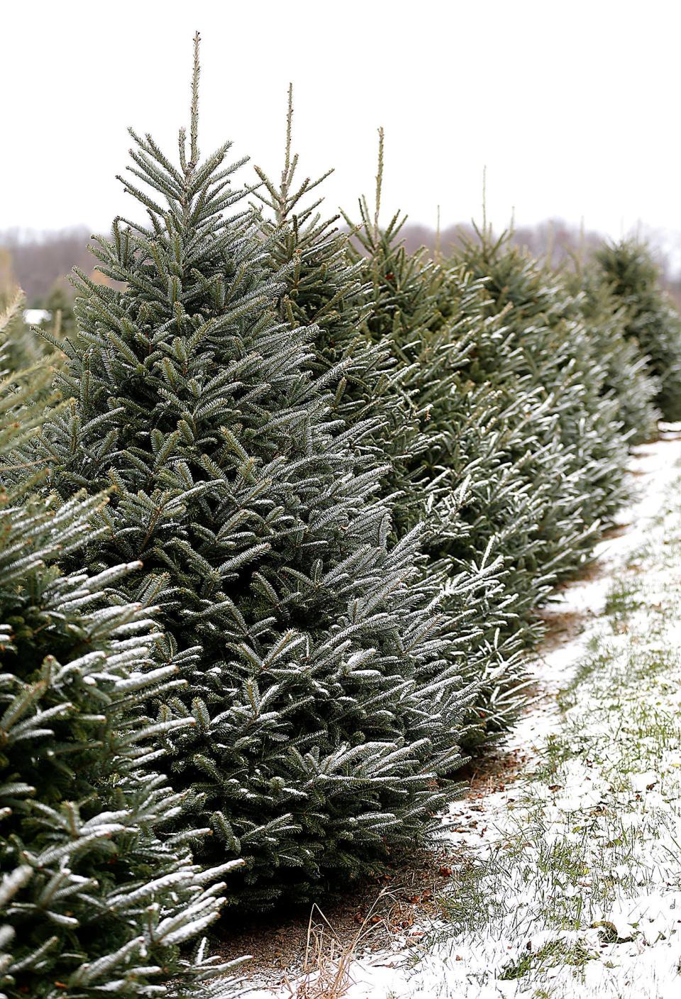Once Thanksgiving weekend rolls around, Christmas tree farms in the Hudson Valley are open for business.