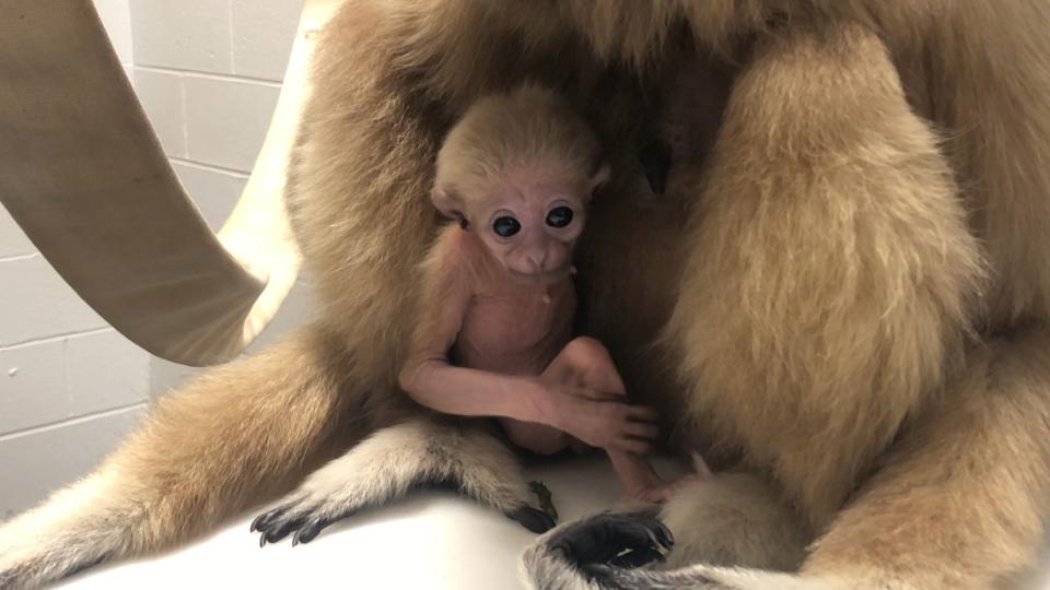 Dooku, a white-handed gibbon, was born at the Utica Zoo in January.