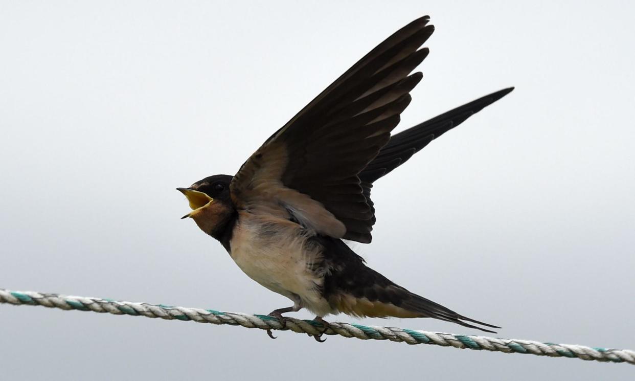 <span>A singing swallow.</span><span>Photograph: Christof Stache/AFP/Getty Images</span>