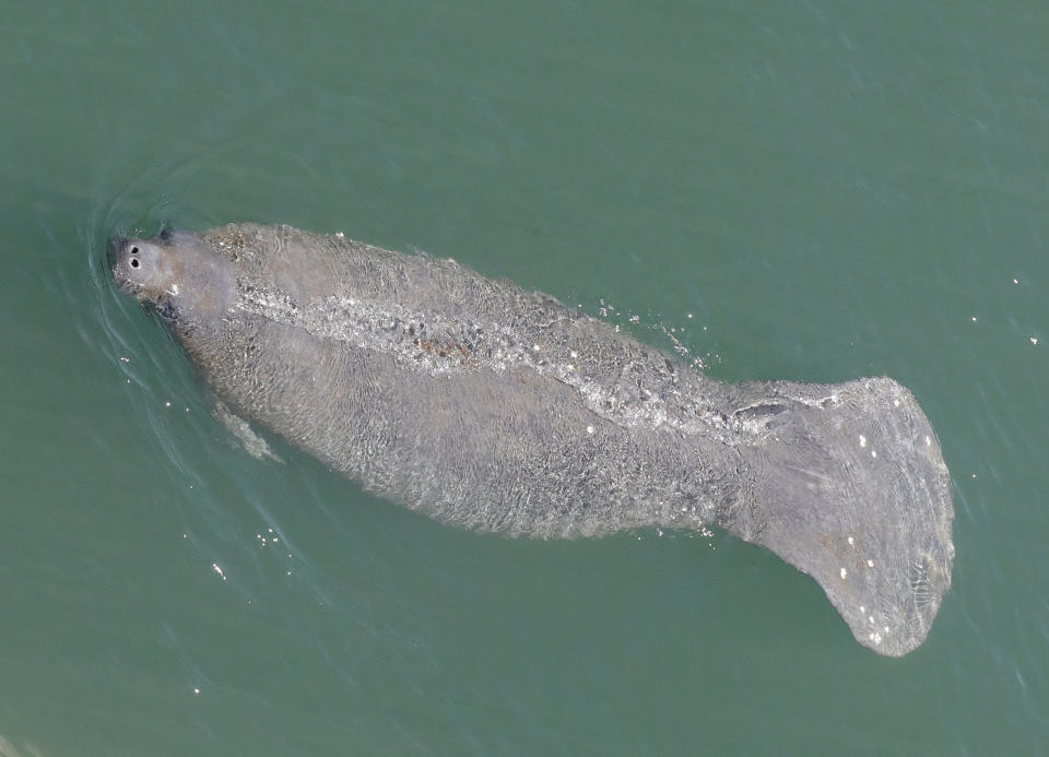 In this Thursday, April 2, 2020, file photo, a manatee comes up for air is it swims in the Stranahan River, in Fort Lauderdale, Fla. Florida is experiencing an unprecedented die-off of manatees this year, with 959 documented deaths as of mid-October. (AP Photo/Wilfredo Lee, File)